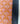 Droogloopmat Coral Bloom – Op Maat